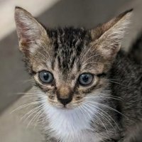 Indi