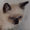 Jerry