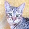 Lila