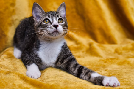 Loki looking curious