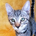 Lulú