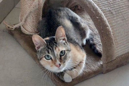 Mandi