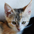 Mara