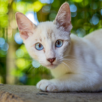 Mau