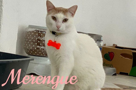 Merengue
