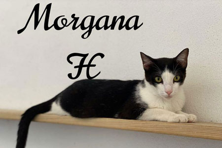 Morgana