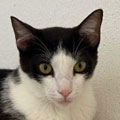 Morgana