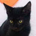Moro