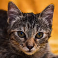 Nala