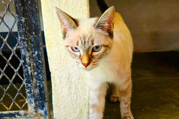Nena