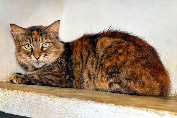 Oliva
