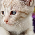 Porthos
