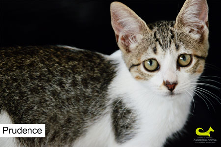 Prudence