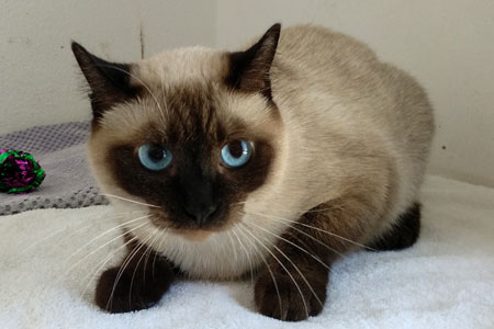Sansa the beautiful siamese