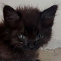 Tom