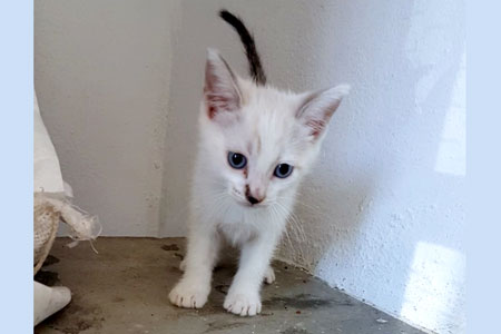 Yang