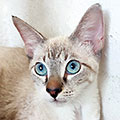 Zoé