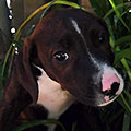 Agatha