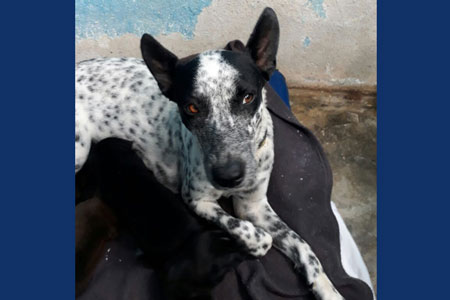 Azul