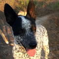 Azul
