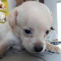 Bady