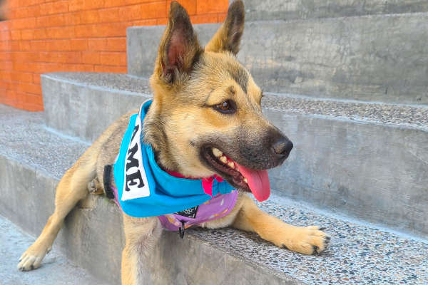 Betita