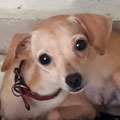 Bubba
