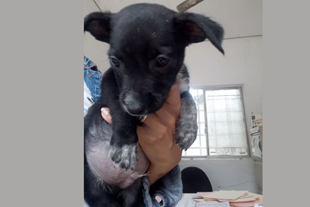 Camilo