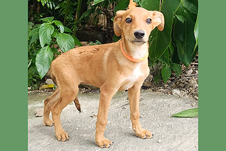Canela