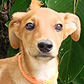 Canela