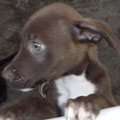 Choco