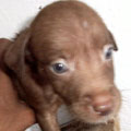 Cloti
