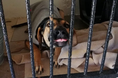 Dexter
