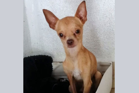 Dobby