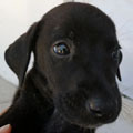 Félix