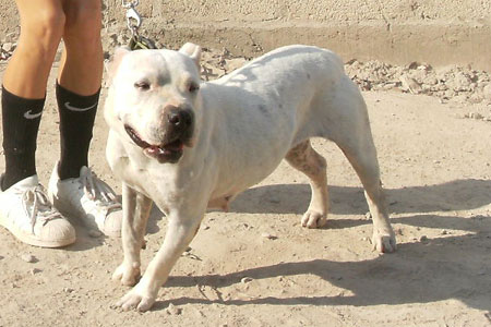 Goma