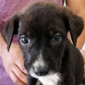 Homero