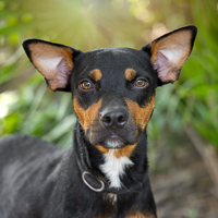 Kali