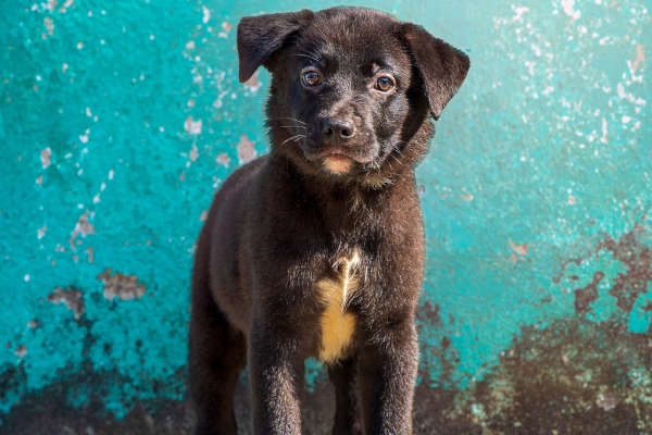 Koda