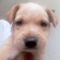 Lino
