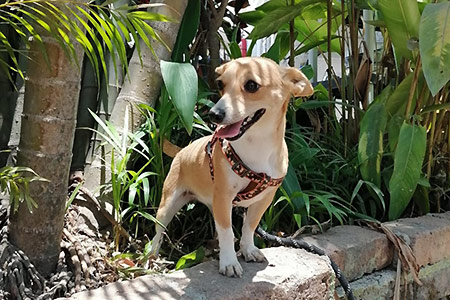 Lulú