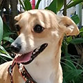 Lulú