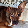 Mily