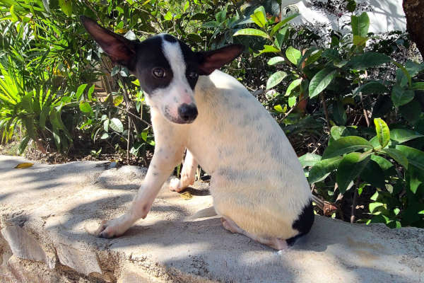 Negrita