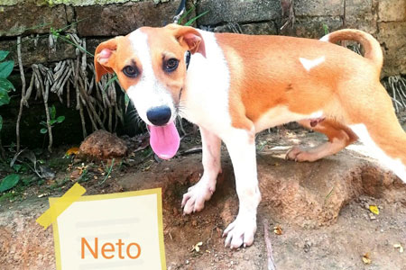 Neto