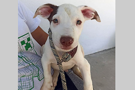 Panchito