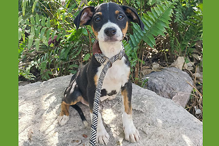 Paquito