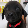 Prieta