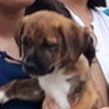 Rayito