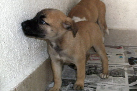 Rosca